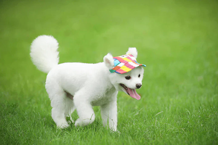 Stylish Round Brim Dog Hat - SunnyPaws-Striped-S-State of Style