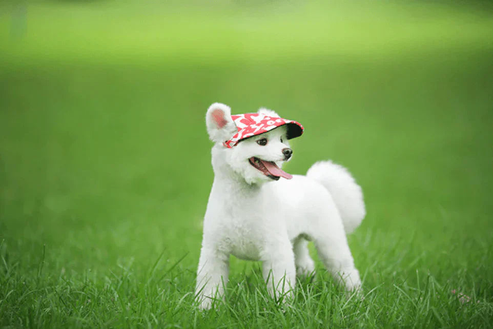 Stylish Round Brim Dog Hat - SunnyPaws-Striped-S-State of Style