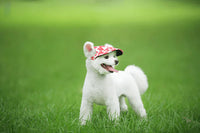Stylish Round Brim Dog Hat - SunnyPaws-Striped-S-State of Style