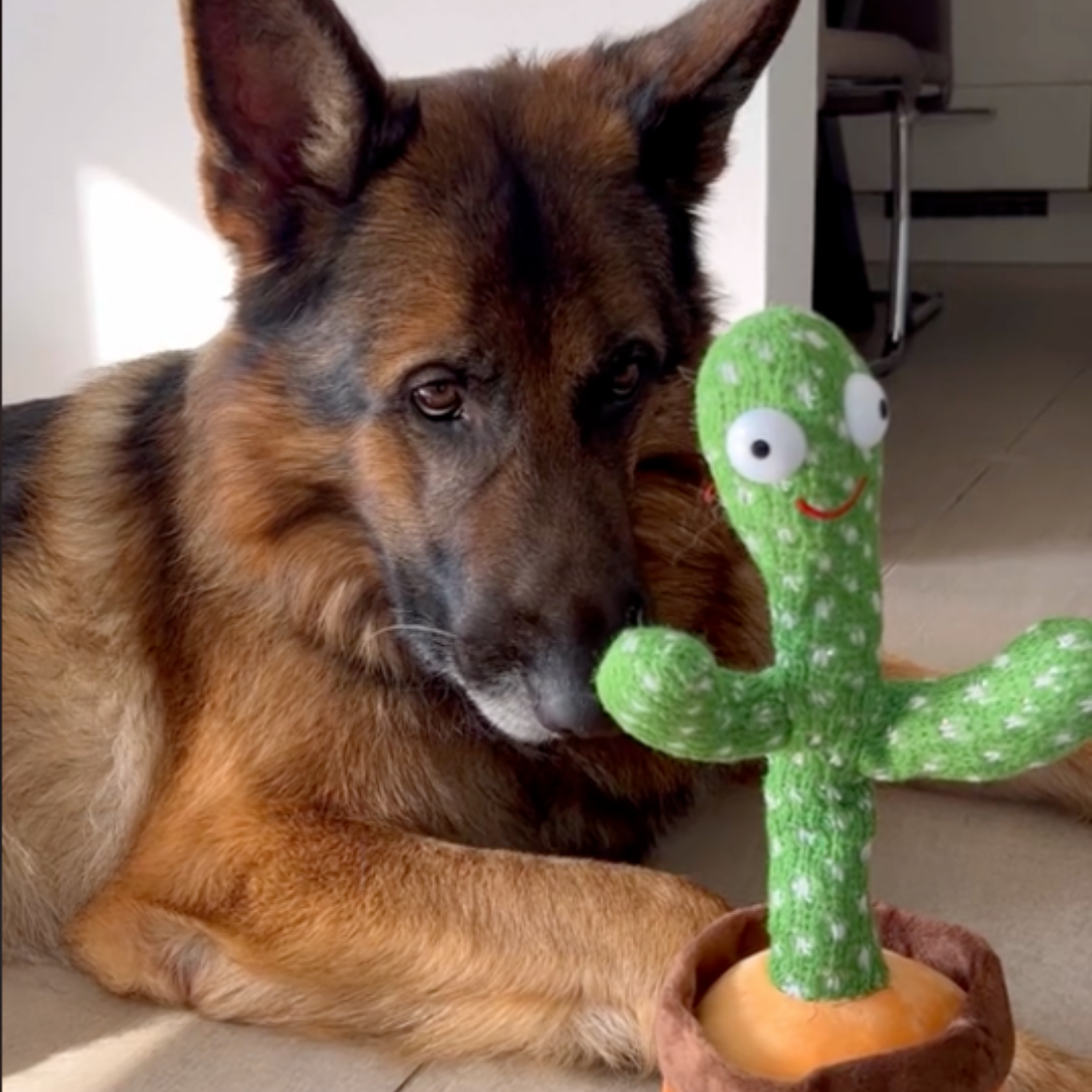 Talking Cactus Toy for Dogs - Talk-to-Me Cactus-State of Style