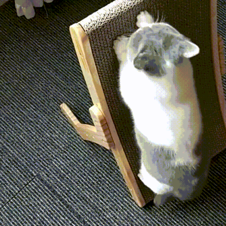 The 3-in-1 Cat Scratching Post and Lounger - ClawLounge™-State of Style