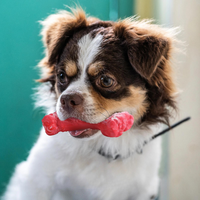 The Playful Dental Care for Dogs - BuddyChew-S-State of Style