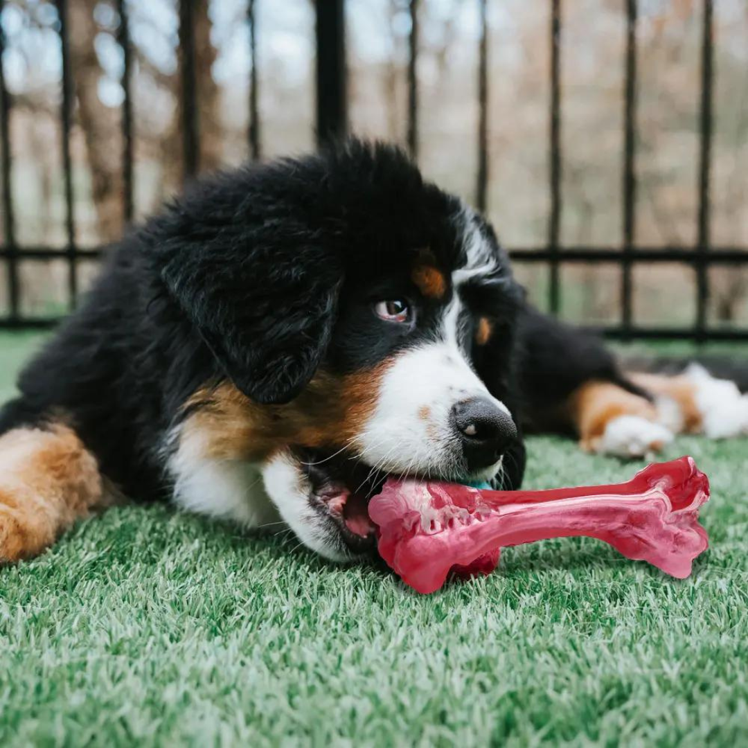 The Playful Dental Care for Dogs - BuddyChew-S-State of Style