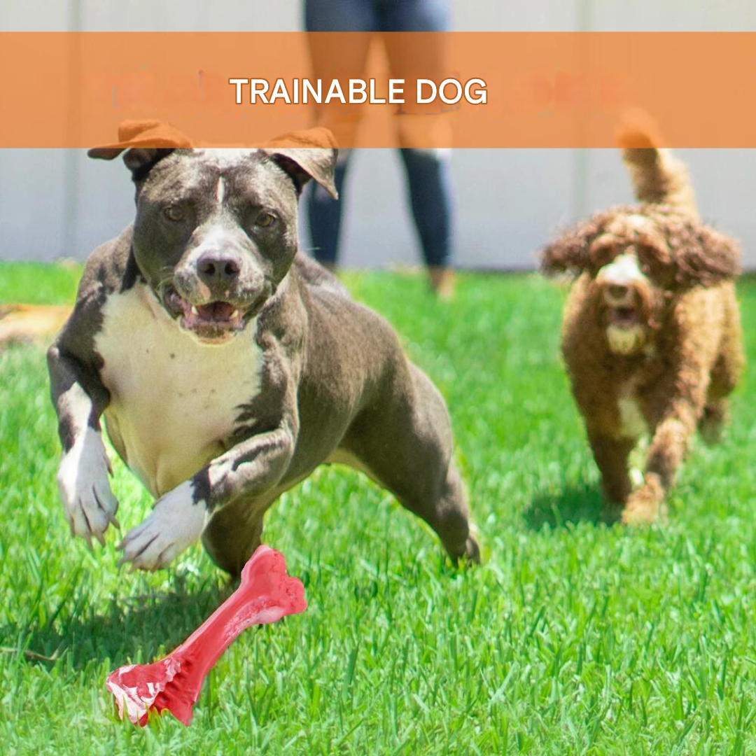 The Playful Dog Dentist - BuddyChew-S-State of Style