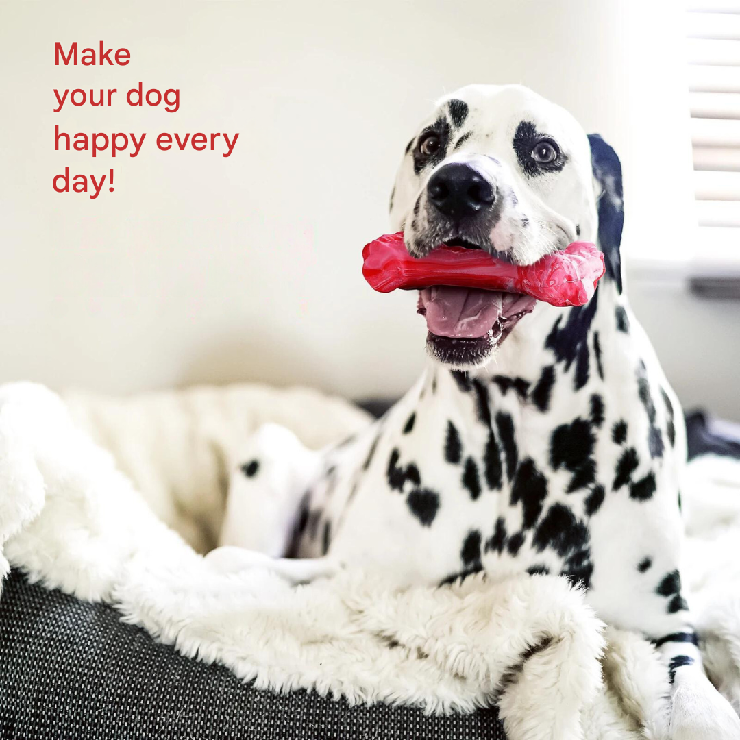 The Playful Dog Dentist - BuddyChew-S-State of Style