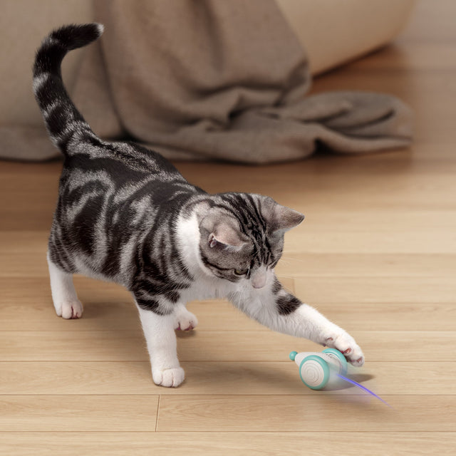The Ultimate Chew-Resistant Cat Toy - WhiskerPlay-Blue-State of Style