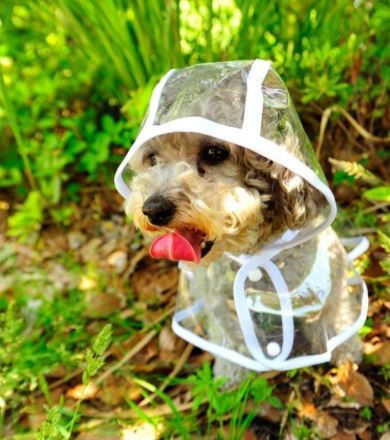 Transparent Waterproof Raincoat for Dogs - DryPaw-White-S-State of Style
