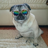 Trendy Cat Sunglasses - KittyShades-Black-State of Style