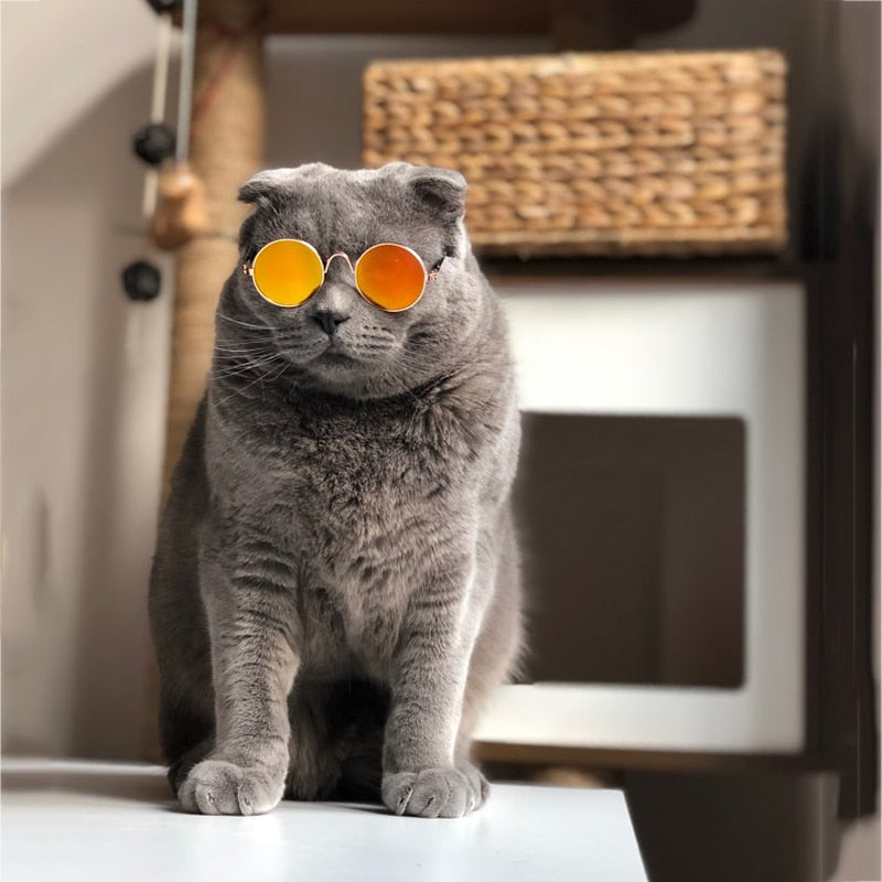 Trendy Cat Sunglasses - KittyShades-Black-State of Style