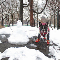 Warm Dogs Snow Boots - SnowPaws-Blue-S-State of Style